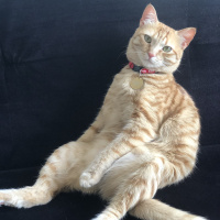 Sarman, Kedi  Tarçın fotoğrafı