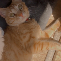 Sarman, Kedi  Tarçın fotoğrafı