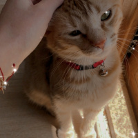 Sarman, Kedi  Tarçın fotoğrafı