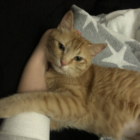 Sarman, Kedi  Tarçın fotoğrafı