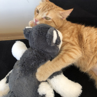 Sarman, Kedi  Tarçın fotoğrafı
