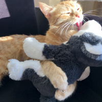 Sarman, Kedi  Tarçın fotoğrafı