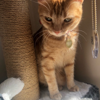 Sarman, Kedi  Tarçın fotoğrafı