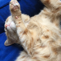Sarman, Kedi  Tarçın fotoğrafı