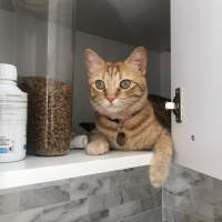 Sarman, Kedi  Tarçın fotoğrafı
