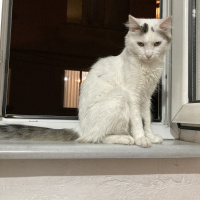 Tekir Kedi, Kedi  Tıpır fotoğrafı