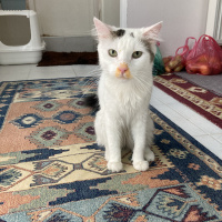 Tekir Kedi, Kedi  Tıpır fotoğrafı