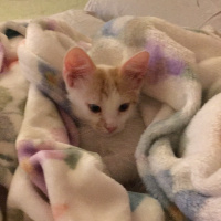 Tekir Kedi, Kedi  Ceviz fotoğrafı