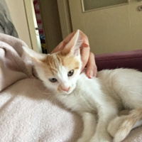 Tekir Kedi, Kedi  Ceviz fotoğrafı