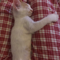 Tekir Kedi, Kedi  Ceviz fotoğrafı