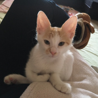 Tekir Kedi, Kedi  Ceviz fotoğrafı