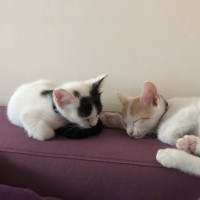 Tekir Kedi, Kedi  Ceviz fotoğrafı