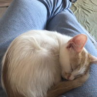 Tekir Kedi, Kedi  Ceviz fotoğrafı