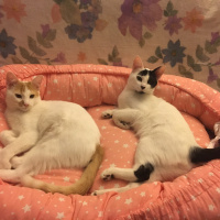 Tekir Kedi, Kedi  Ceviz fotoğrafı