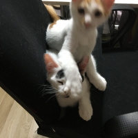 Tekir Kedi, Kedi  Ceviz fotoğrafı
