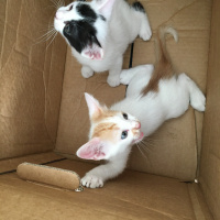 Tekir Kedi, Kedi  Ceviz fotoğrafı