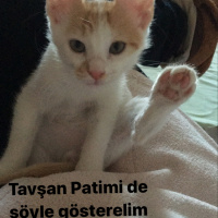 Tekir Kedi, Kedi  Ceviz fotoğrafı