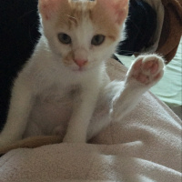Tekir Kedi, Kedi  Ceviz fotoğrafı