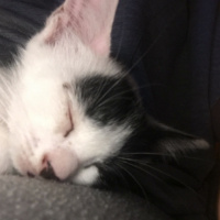 Tekir Kedi, Kedi  Hurma fotoğrafı