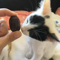 Tekir Kedi, Kedi  Hurma fotoğrafı