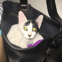 Tekir Kedi, Kedi  Hurma fotoğrafı
