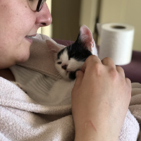 Tekir Kedi, Kedi  Hurma fotoğrafı