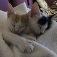 Tekir Kedi, Kedi  Hurma fotoğrafı