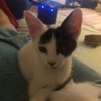 Tekir Kedi, Kedi  Hurma fotoğrafı