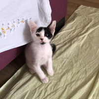 Tekir Kedi, Kedi  Hurma fotoğrafı