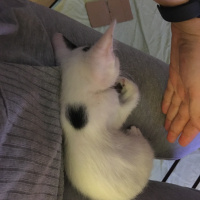 Tekir Kedi, Kedi  Hurma fotoğrafı