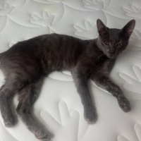 Mavi Rus, Kedi  Duman fotoğrafı
