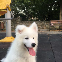 Samoyed, Köpek  Lora fotoğrafı