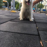 Samoyed, Köpek  Lora fotoğrafı