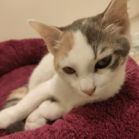 Tekir Kedi, Kedi  Nunu fotoğrafı