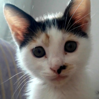 Tekir Kedi, Kedi  Şanslı fotoğrafı