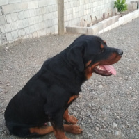 Rottweiler, Köpek  Efe fotoğrafı