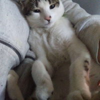 Tekir Kedi, Kedi  Şirin fotoğrafı