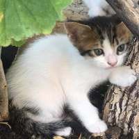 Tekir Kedi, Kedi  Süt kardeşler fotoğrafı