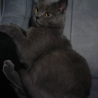 Tekir Kedi, Kedi  Sasuke fotoğrafı