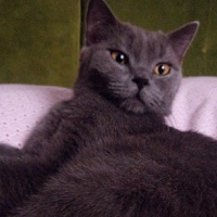 Tekir Kedi, Kedi  Sasuke fotoğrafı