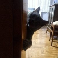 Tekir Kedi, Kedi  Sasuke fotoğrafı