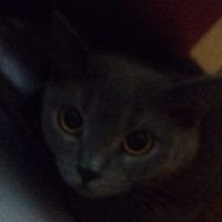 Tekir Kedi, Kedi  Sasuke fotoğrafı