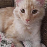 Sarman, Kedi  Boris fotoğrafı