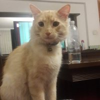 Sarman, Kedi  Boris fotoğrafı