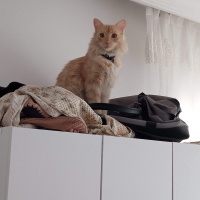 Sarman, Kedi  Boris fotoğrafı