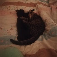 Tekir Kedi, Kedi  Momo fotoğrafı