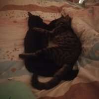 Tekir Kedi, Kedi  Gece fotoğrafı