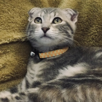 Scottish Fold, Kedi  Lily fotoğrafı