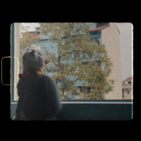 Scottish Fold, Kedi  Lily fotoğrafı