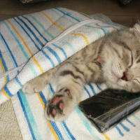 Scottish Fold, Kedi  Mars fotoğrafı